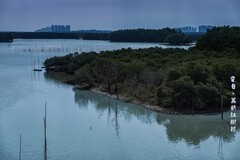 茂名电白 · 万亩红树林