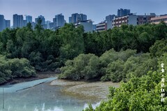 茂名电白 · 万亩红树林