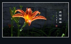 漂亮的大花萱草