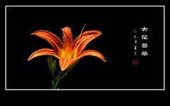 漂亮的大花萱草