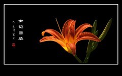 漂亮的大花萱草