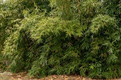 庐州印象（565）政务文化商圈