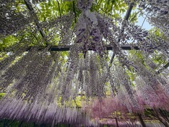 2026年- 玉渊潭紫藤花瀑纪实拍-0307
