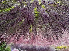 2026年- 玉渊潭紫藤花瀑纪实拍-0307