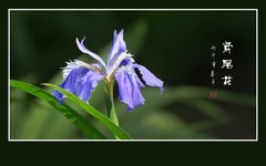 草尖点点映紫霞的鸢尾花