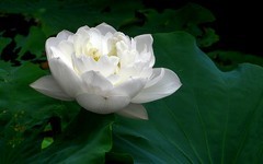 [26231] 江北绿地的白荷（4）