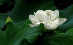 [26231] 江北绿地的白荷（4）