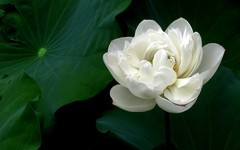[26231] 江北绿地的白荷（4）