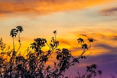 旭日东升鸟飞翔