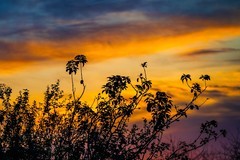 旭日东升鸟飞翔