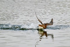 兴隆湖飞行的赤颈鸭