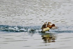 兴隆湖飞行的赤颈鸭