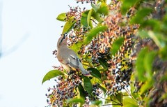 太平鸟（十五）