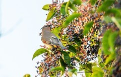 太平鸟（十五）