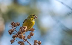 小黄雀（六十四）