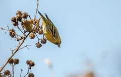 小黄雀（六十四）