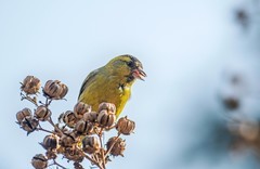 小黄雀（六十四）