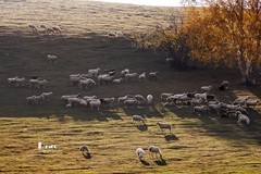 金秋乌兰布统——扣肯脑（17）
