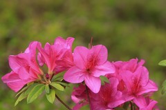 拍摄花卉一（1032）