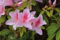 拍摄花卉一（1032）