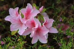 拍摄花卉一（1032）