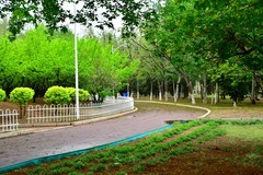 雨后的森林公园空气新