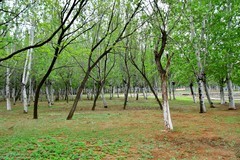 雨后的森林公园空气新