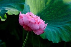 仲夏——荷颜悦色