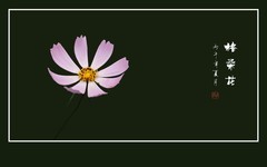 色彩鲜艳漂亮的格桑花