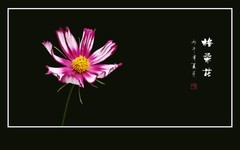 色彩鲜艳漂亮的格桑花