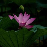 圆明园夏日风情 荷塘荷韵之九