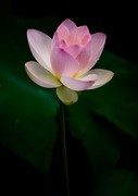 圆明园夏日风情 荷塘荷韵之九