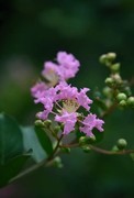 紫微花