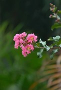 紫微花