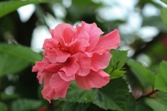 拍摄花卉一（745）