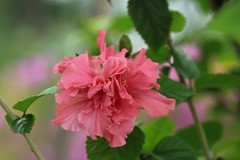 拍摄花卉一（745）