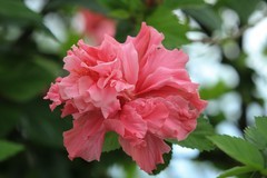 拍摄花卉一（745）