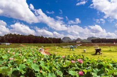 彩云之南 · 普者黑风光