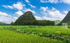 彩云之南 · 普者黑风光