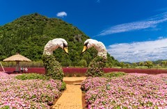 彩云之南 · 普者黑风光