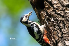 林中啄木鸟（52）