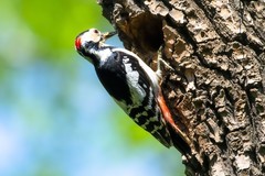 林中啄木鸟（52）