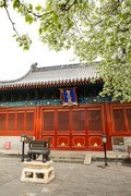 智华寺梨花之一