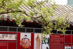 智华寺丁香花