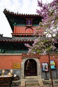 智华寺丁香花