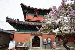 智华寺丁香花