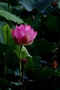 荷花 2026 — 15