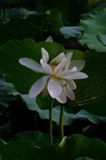 荷花 2026 — 15