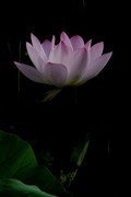 荷花 2026 — 15