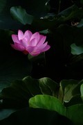 荷花 2026 — 15
